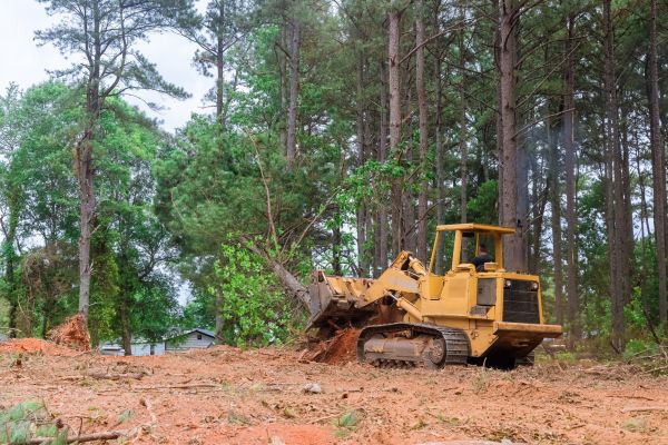 Cost of Trees Clearing in Des Moines
