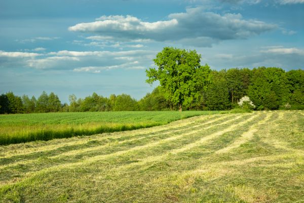 Cost of Vegetation Removal in Des Moines