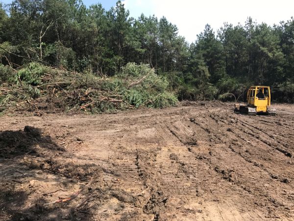Cost of Thicket Clearing in Des Moines